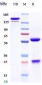 Anti-TNFSF2 / TNFa Reference Antibody (certolizumAb)